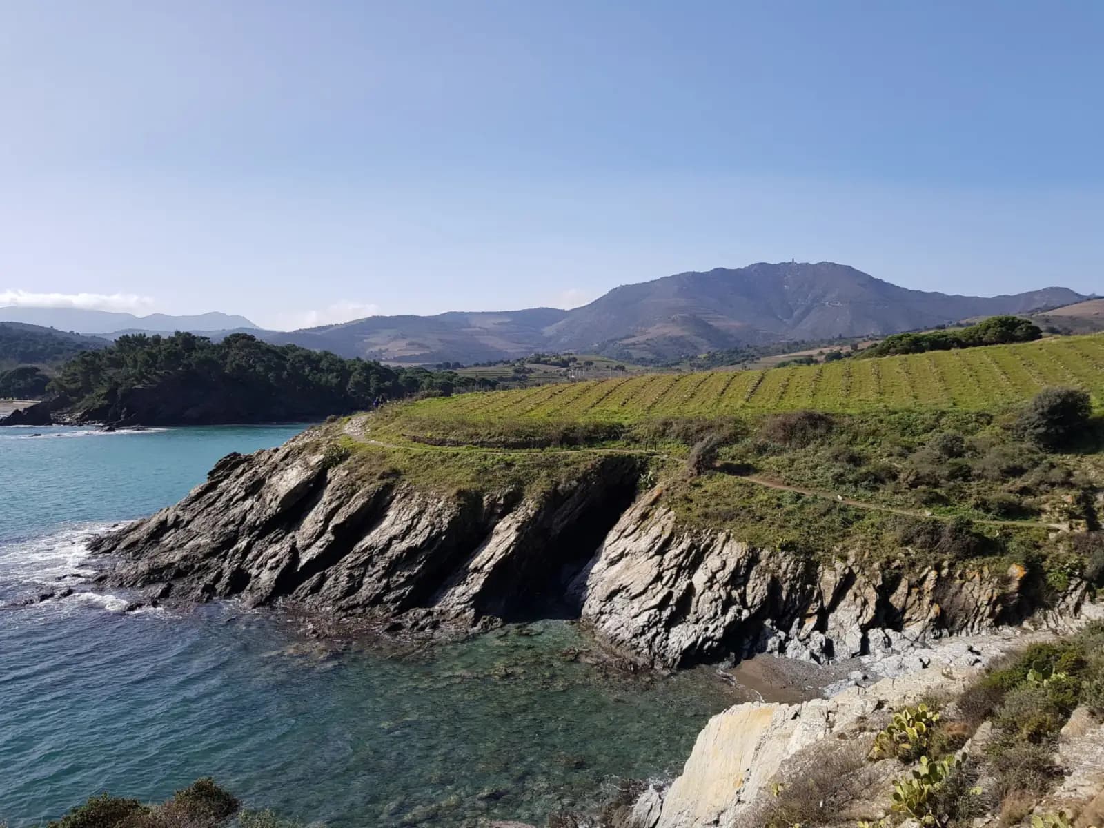 Vignes en terrasses au-dessus de la mer, sur la côte Vermeille