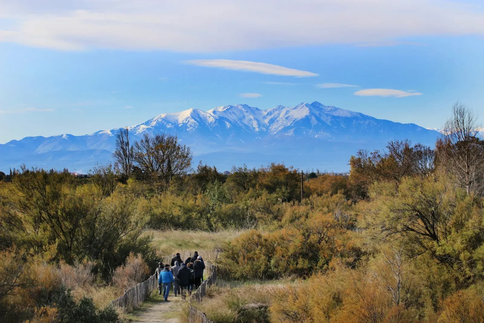 Le Canigou enneigé au-dessus de la garrigue du Roussillon