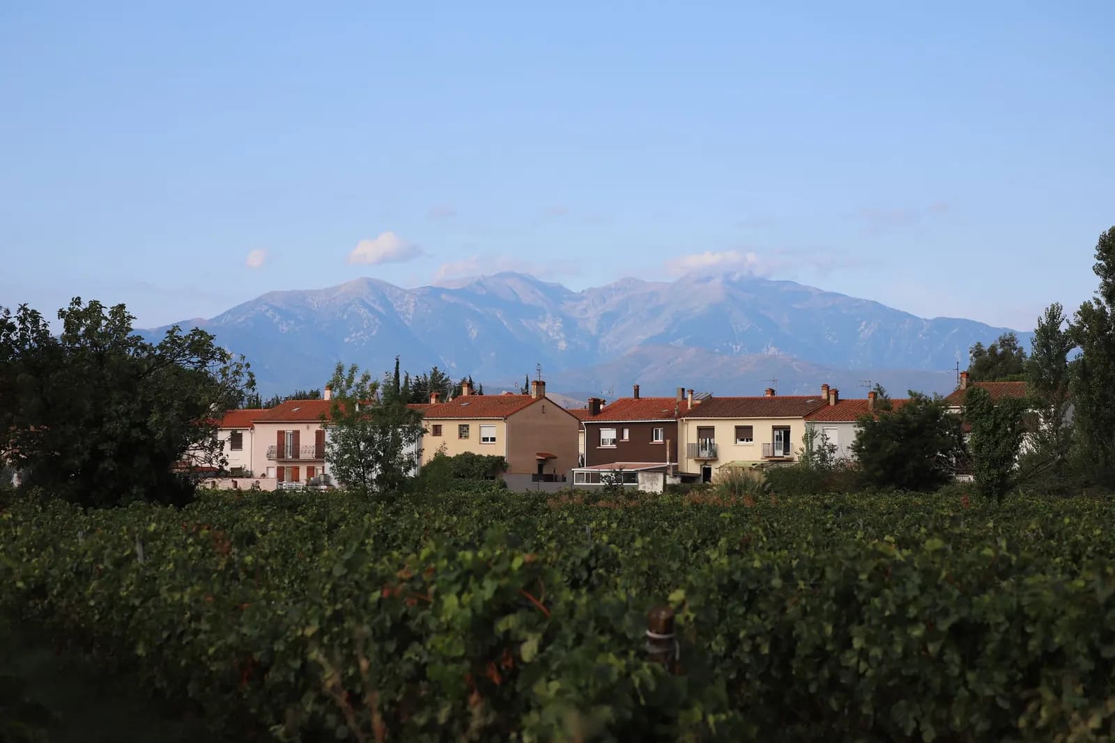 Le Canigou au-dessus des vignes et d’un village du Roussillon